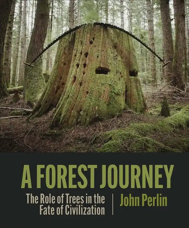 Forest Journey | Favorit